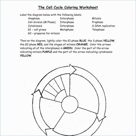 The Cell Cycle Coloring Worksheet Questions Answers