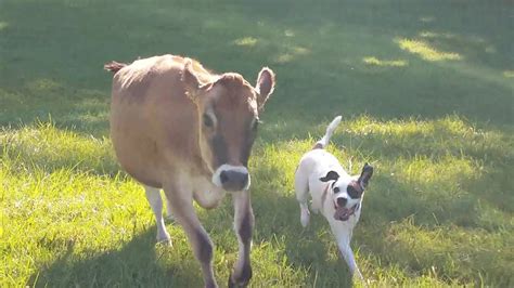 Rescued cow and dog become instant best friends - YouTube