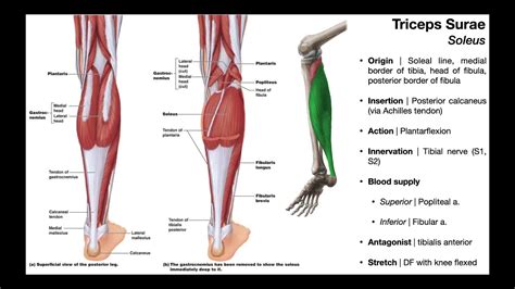 Triceps Surae [Gastrocnemius & Soleus] and Plantaris | OINAs - YouTube