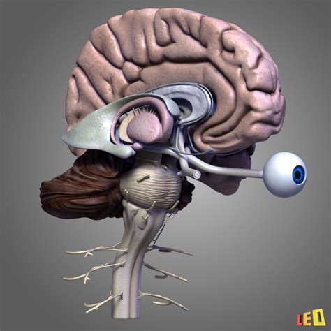 3d animated human brain