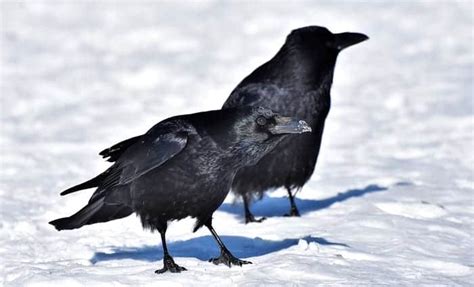 Crow Symbolism & Meaning & the Crow Spirit Animal | UniGuide