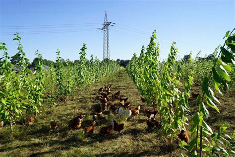 Agroforestry – Energy Crops Consultancy