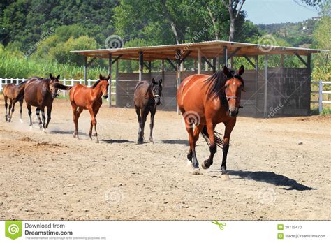 Brown horse stock photo. Image of group, western, race - 20775470