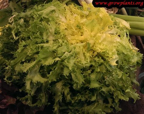 Curly endive - How to grow & care