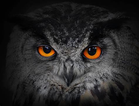 Interesting Owl Facts: Night-Vision And A 270-Degree Head Swivel!