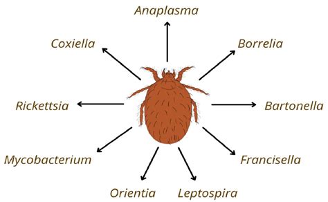 Pathogens | Free Full-Text | Not Only Leptotrombidium spp. an Annotated ...