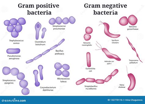 Bacteroides gram positive or negative – Bovenmen Shop