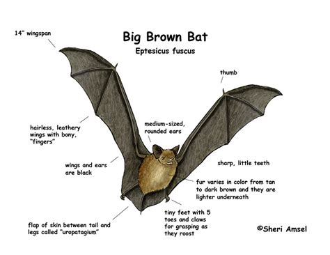 Bat (Big Brown)