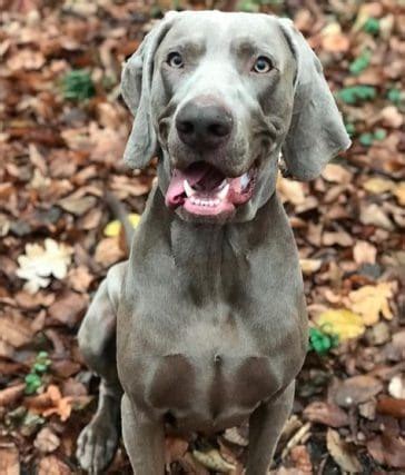 14 Tips For Raising And Training Weimaraners - PetPress