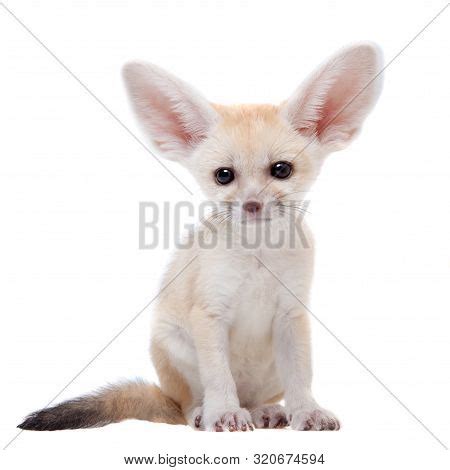 Pretty Fennec Fox Cub Image & Photo (Free Trial) | Bigstock