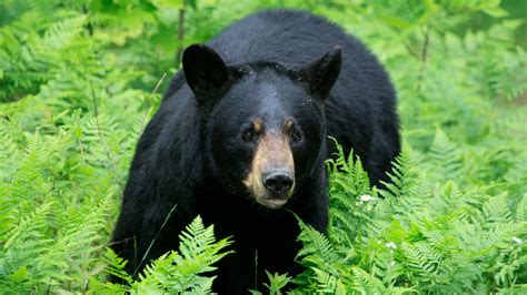 Wildlife officials: Black bear kills dog in Florida back yard | wtsp.com