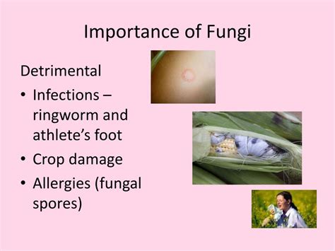 PPT - Kingdom Fungi PowerPoint Presentation, free download - ID:2000512