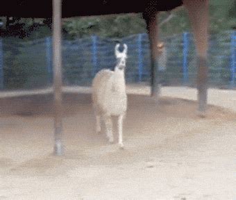 Drama Llama GIFs - Find & Share on GIPHY