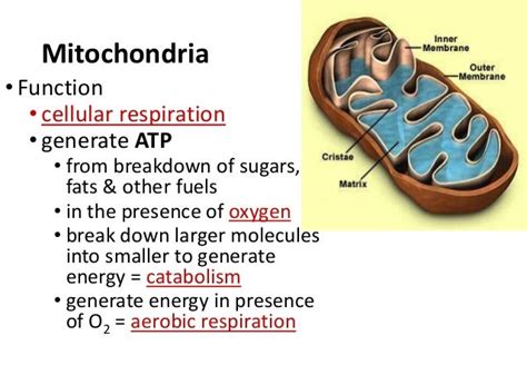 Mitochondria