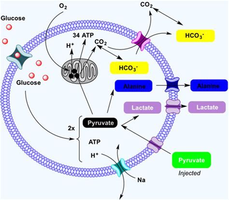 Simplistic illustration of the pyruvate cycle showing pyruvate ...