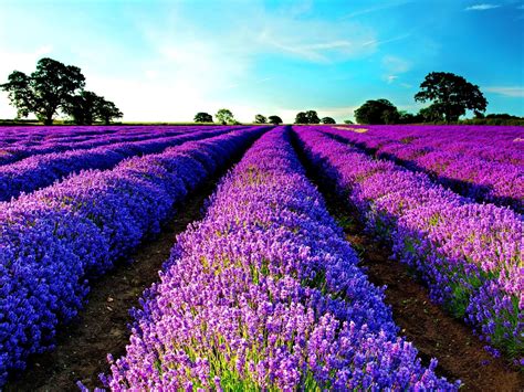 Lavender Morning HD desktop wallpaper : Widescreen : High Definition ...