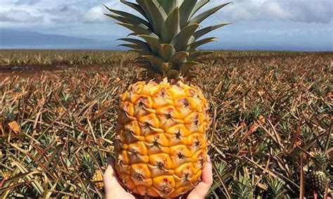 Maui Pineapple Tours at Maui Pineapple Tours | Hijinks