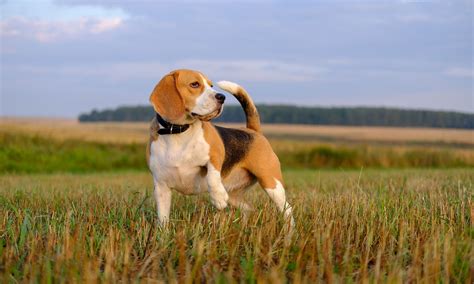 Beagle Dog Breed: Characteristics, Care & Photos | BeChewy