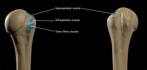 Humerus 3d Anatomy | Doc Jana