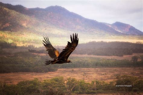 Wedge Tail Eagle soaring above the Flinders Ranges South Australia ...