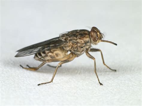 Sequencing Tsetse Fly Genome Reveals Surprises That May Save Lives