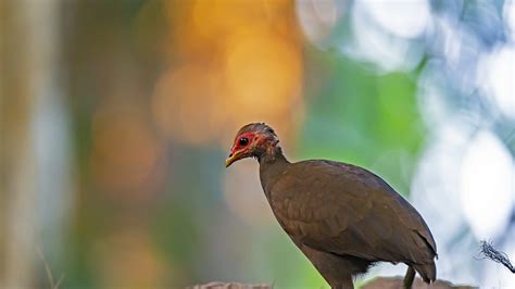 Nicobar Megapode: Facts, Diet, Threats | RoundGlass | Sustain