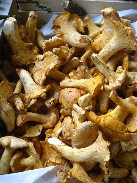 Recettes de girolles et d'accompagnement