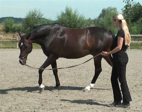 Longeing a horse | Tips & Information | Straightness Training