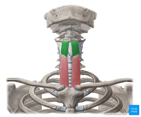 Thyrohyoid: Origin, insertion, innervation and action | Kenhub