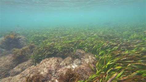 The importance of seagrass: Why we should conserve this marine habitat ...