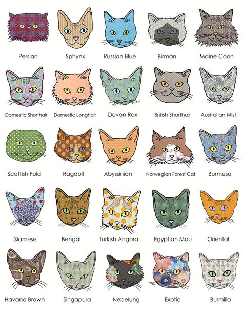 The Essential A-Z Cat Breed Guide on Cat Tree Lykoi Cat, Singapura Cat ...