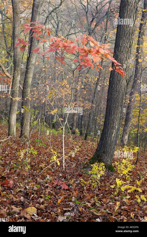 red oak sapling (Quercus rubra) in deciduous forest, Beaver Creek ...