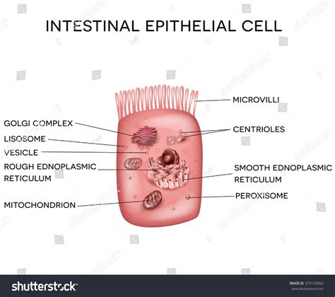 Microvilli Function - Deanna-has-Hudson