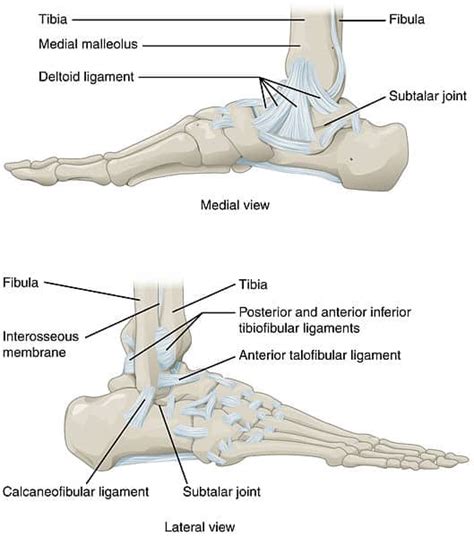 Anatomy Of The Ankle - Anatomy Book