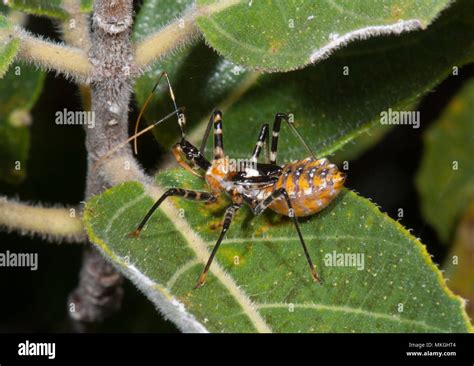 Assassin bug reduviidae close up hi-res stock photography and images ...