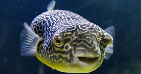 Freshwater Puffer Fish Species List - Telnyet Aquarium Fish