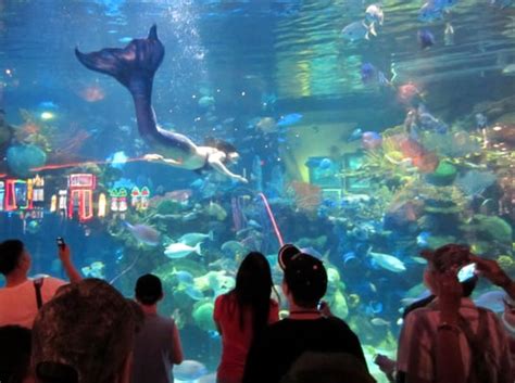 Silverton Aquarium - Aquariums - Las Vegas, NV - Yelp