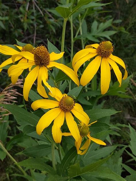 Rudbeckia laciniata var. ampla (cutleaf coneflower) - City of Fort Collins