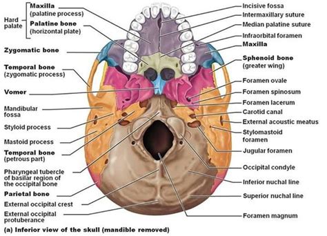 17 Best images about Skull Anatomy | Skulls