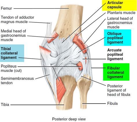 ACL Injury - Symptoms, Acl Injury Test, Treatment & Recovery Time