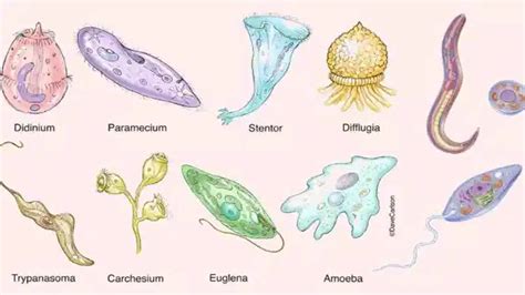 Cara Hidup Protozoa Sangat Unik, Ini Ciri-cirinya