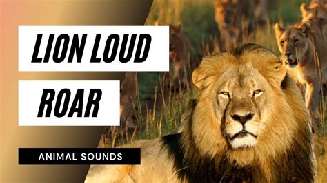 Lion Loud Roar Sounds - intense lion roaring sounds | scary lions roar ...