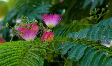 Blooms Of The Mimosa Tree Photograph by Jeanette C Landstrom - Pixels