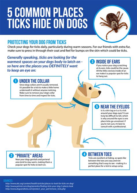 5 Places To Regularly Check Your Dog for Ticks