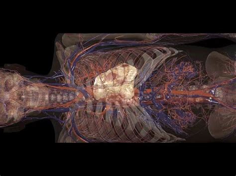 Anatomage Table 10 Brings High-Resolution Imaging to Virtual Dissection ...