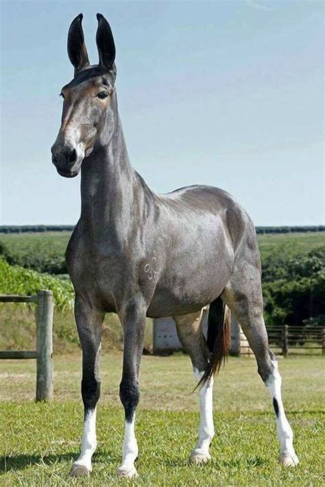 Horse Photos, Horse Pictures, Animal Pictures, Most Beautiful Horses ...