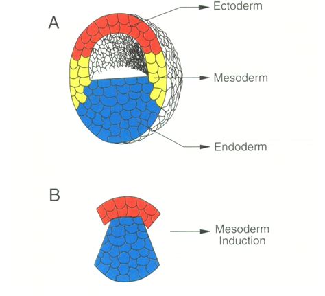 Figure 1 from Mesoderm-inducing factors and the control of gastrulation ...