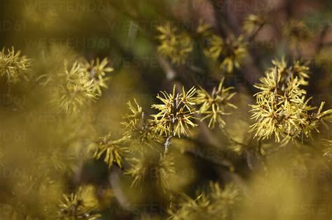 Witch-hazel, Hamamelis, flowering stock photo