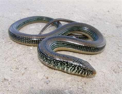 Ophisaurus ventralis - Eastern Glass Lizard | Glass lizard, Lizard ...