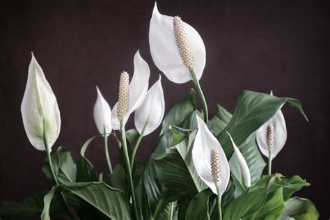 Peace Lily (Spathiphyllum) - The Complete Guide ⋆ Gardening Champion